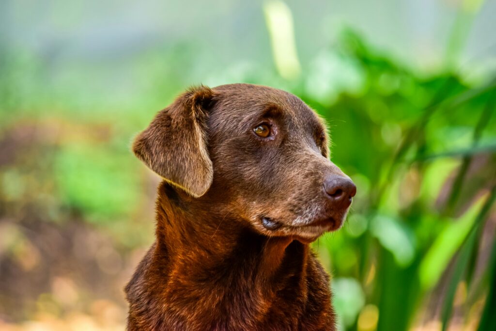 senior-dogs-need-specialized-dog-food