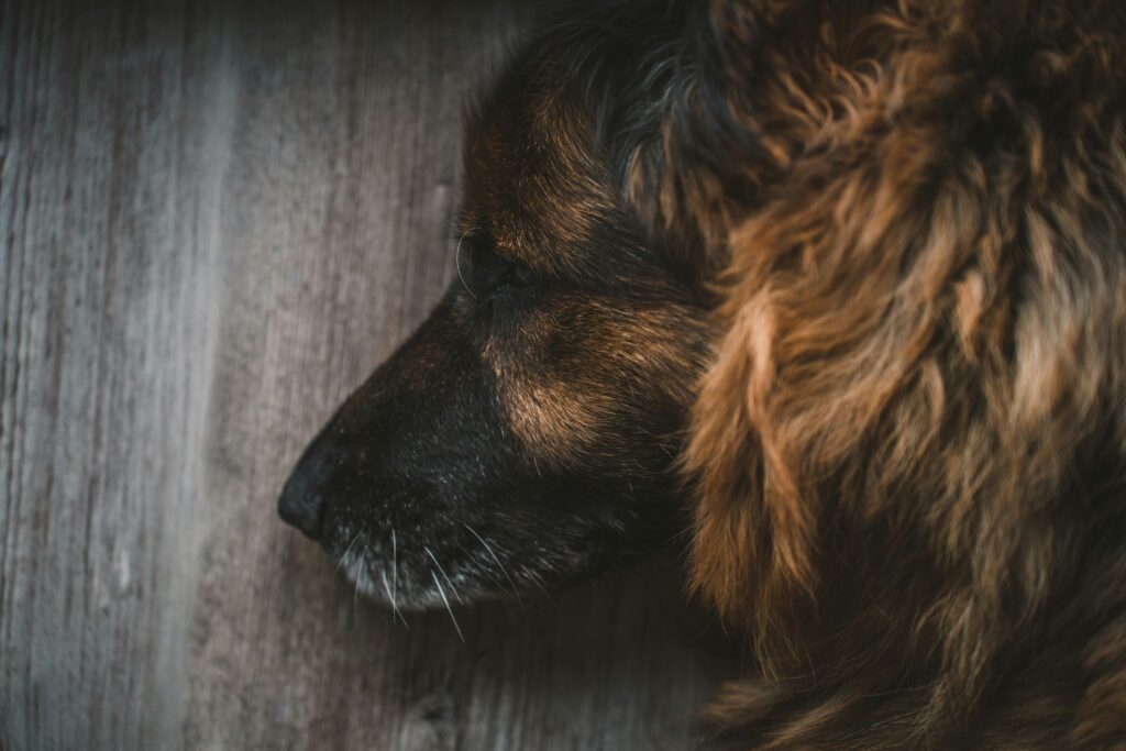 key-nutrients-best-dog-food-senior-dogs