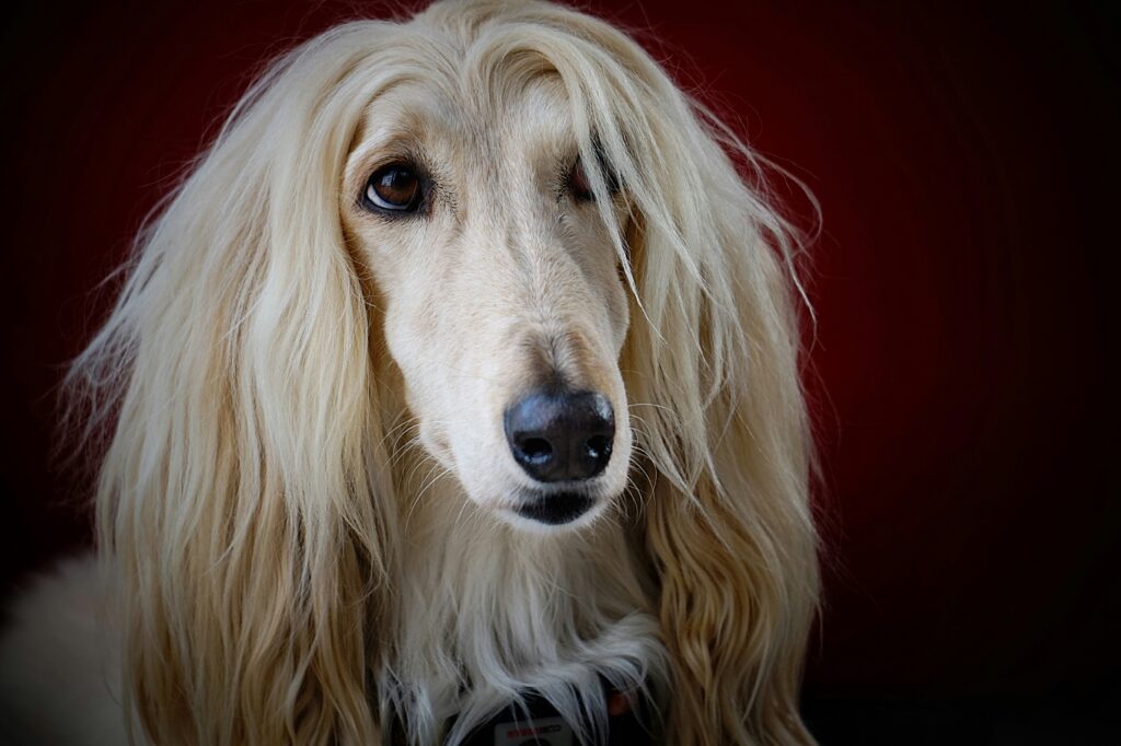 afghan-hound-4