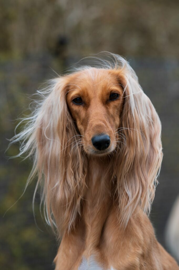 afghan-hound-3