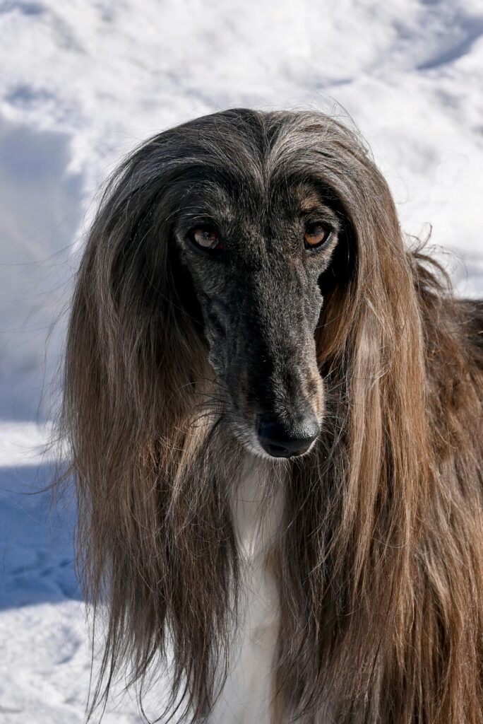 afghan-hound-2