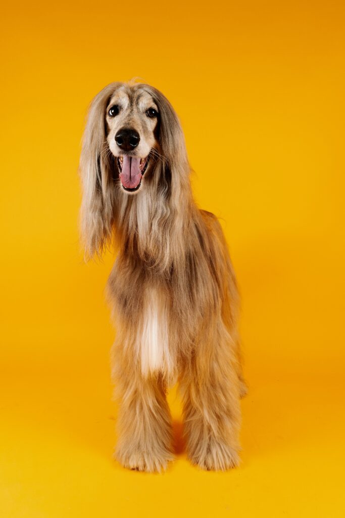 afghan-hound-5