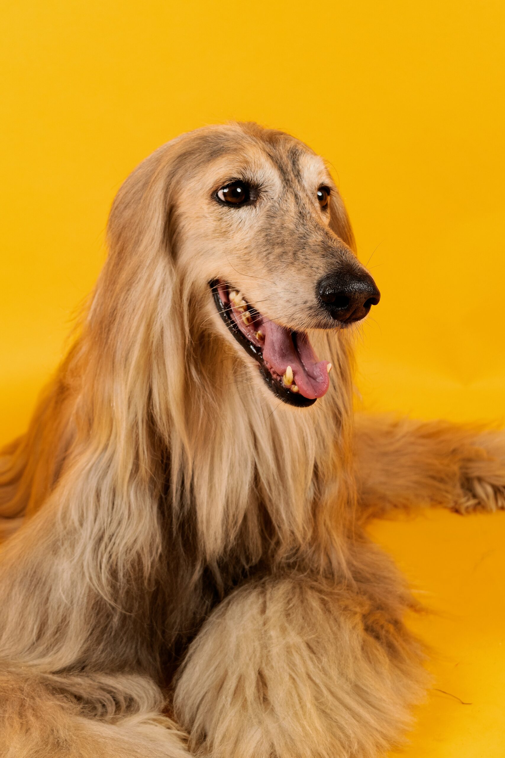 afghan-hound